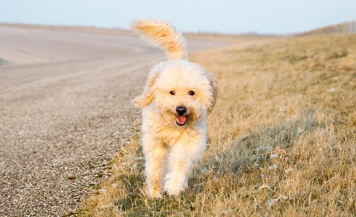 Choosing The Right Doodle Breeder Near You: Tips And Considerations Golden Labradoodle rennt