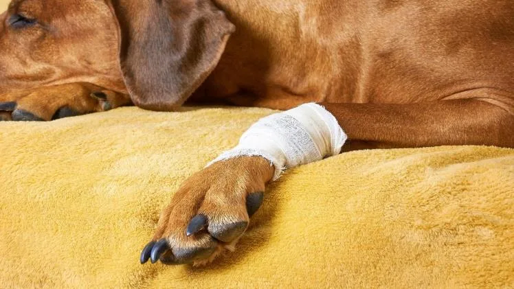 How Long Does Dog Tendon Injury Treatment How Long Does Dog Tendon Injury Treatment