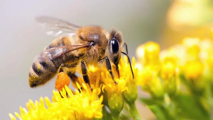 5 Ways of Removing Bees From Your House Without Killing Them 5 Ways of Removing Bees From Your House Without Killing Them