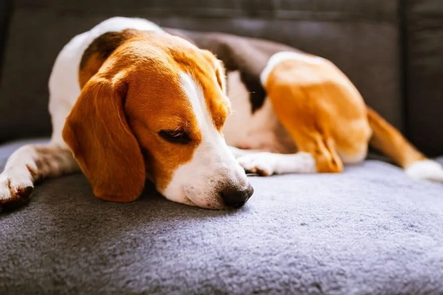 Everything You Need to Know About Anxiety in Pets Everything You Need To Know About Anxiety In Pets