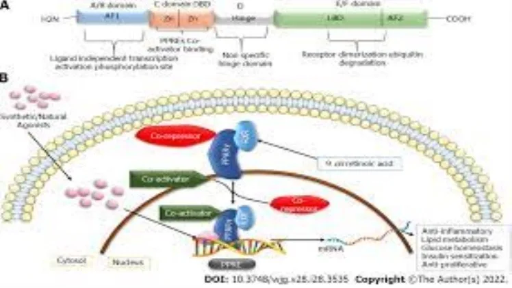 Understanding How PPAR Agonist Supplements Lower Insulin in the Bloodstream Understanding How PPAR Agonist Supplements Lower Bloodstream