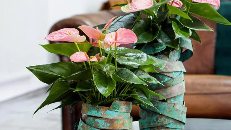 Why Is It Important To Research Horticultural Wholesalers? Why Is It Important To Research Horticultural Wholesalers