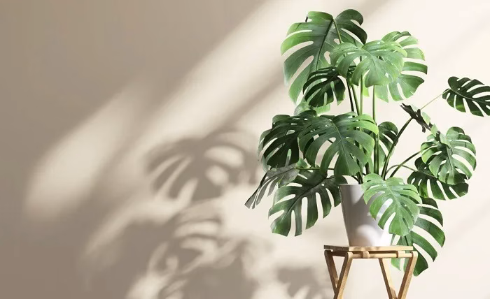 Mastering Indoor Monstera Plant Growth: Your Comprehensive Guide Mastering Indoor Monstera Plant Growth Your Comprehensive Guide
