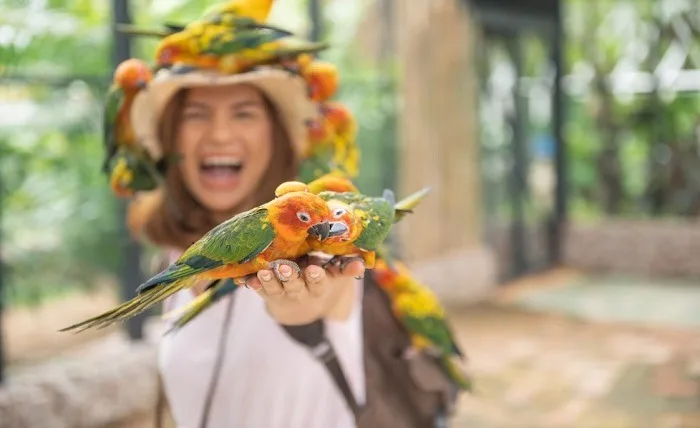 Pro Tips: How to Teach Your Parrot to Talk Screenshot 2 12