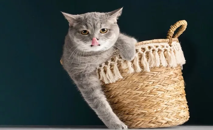 Purr-fect Harness For Your Cat: 15 Features Of A Cat Harness Which Are A Must Screenshot 4 9