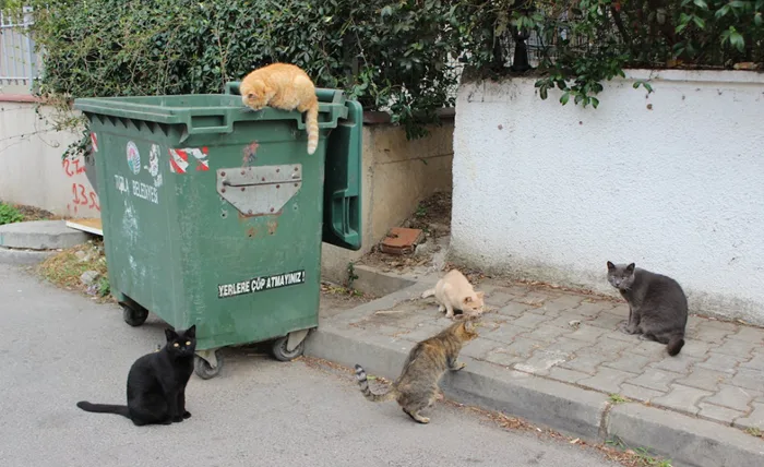 Here Are The Top Reasons To Make Use Of A Dumpster Rental Company Screenshot 3 9