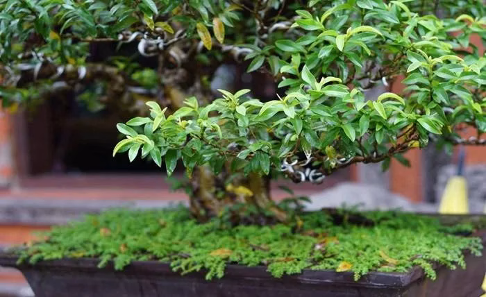 Shaping Nature: Tree Services for a Beautiful and Thriving Landscape Shaping Nature Tree Services for a Beautiful and Thriving Landscape