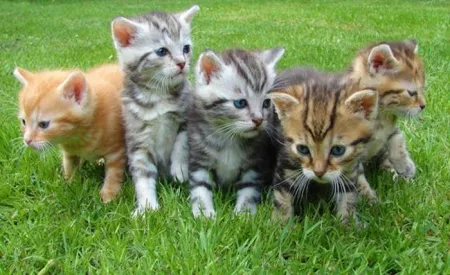 8 Must-Know Tips for Caring for Your Cat 8 Must Know Tips for Caring for Your Cat