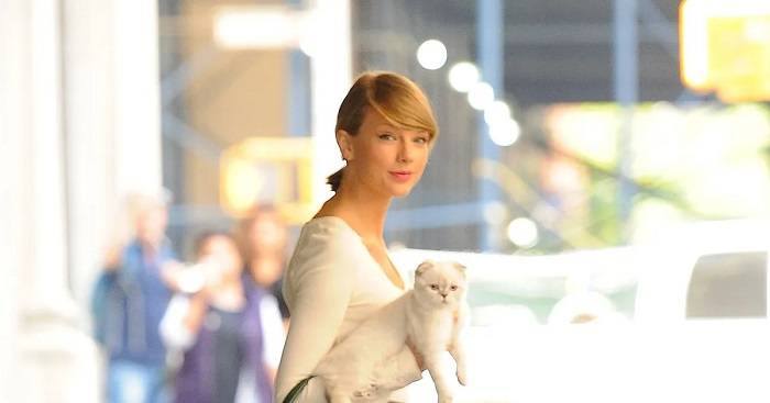 Taylor Swift Cat Career and Occupation