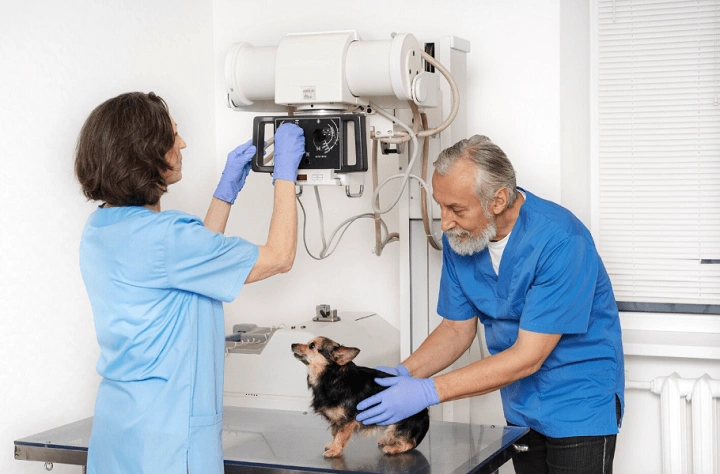 How Technology is Transforming Veterinary Practices Today Screenshot 281 1